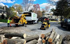 How Our Tree Care Process Works  in  Helemano, HI